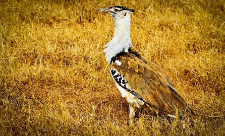 Serengeti National Park, Tanzania